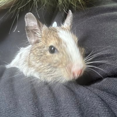 4413_50_168fam's profile picture. 2023.11にデグーのチョコとプリンの里親になりました🐁⸒⸒🐀 2024.3新たにオレオを迎えました🐁⸒⸒7/16お空へ…🪽8/12チョコが出産、9/23プリンが出産🍼現在6匹のデグーと暮らしてます🏠ねずみ飼いの方たち仲良くして下さい🥹
