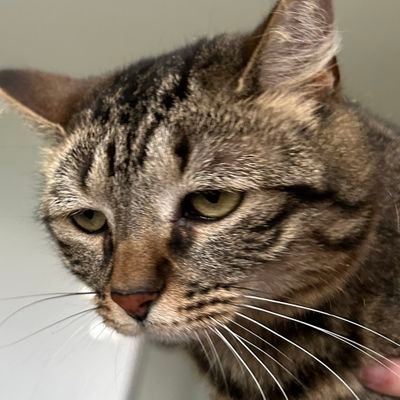 JulienCura's profile picture. 