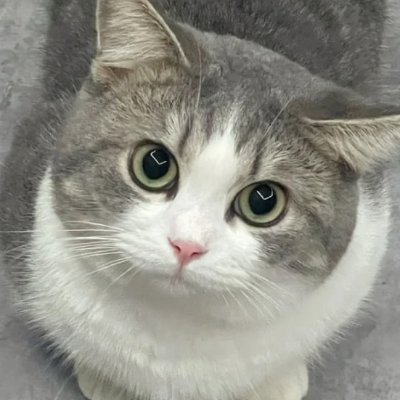 1clingy_cat Profile Picture