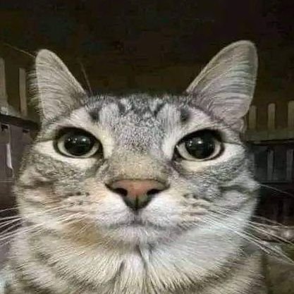 v_firu's profile picture. zw