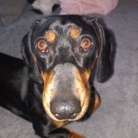 Willow the sausage(@WSausage69798) 's Twitter Profile Photo