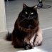 Mittens (Telegramβs Cat) (@mittensonton) Twitter profile photo Mittens (Telegramβs Cat) (@mittensonton) Twitter profile photo