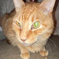 ピンクパンサー (@hardpinkpanther) 's Twitter Profile Photo