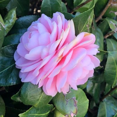 おはなさんのプロフィール画像