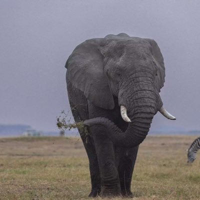 Passionate about wildlife conservation and fascinated by the wonders of the natural world 🌿🐾 #WildlifeConservation #ProtectOurPlanet #TembeaKenya