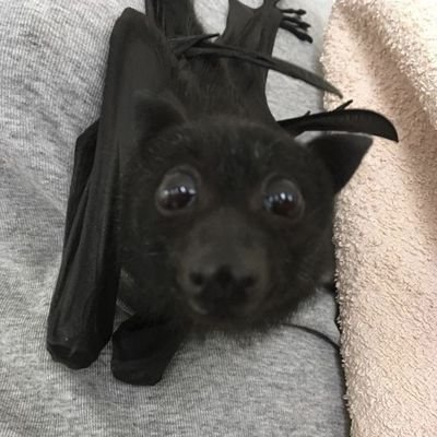 ieatcatfood_'s profile picture. trying to survive ☆