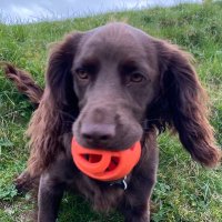 🐾 Dolly 🐾 (@teaganthedog) 's Twitter Profile Photo