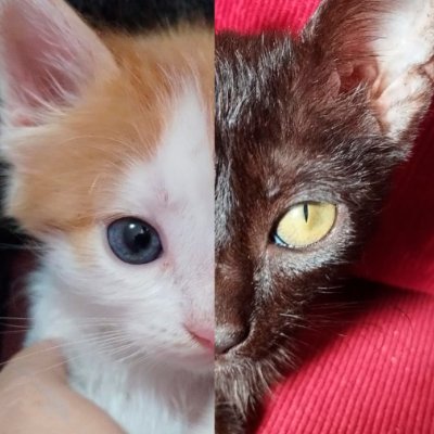 Cuenta para apreciar a nuestros gatos Miyo el gato naranja y Pepita la gata negra.😺