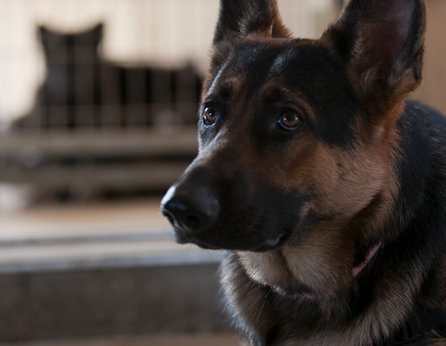 theDOGandPTSD's profile picture. The Dog and PTSD is a video in production in Florida about how Medical Service Dogs and helping veterans.