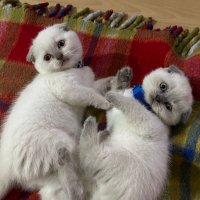 Özlem (@ozlem_2193) 's Twitter Profile Photo Özlem (@ozlem_2193) 's Twitter Profile Photo