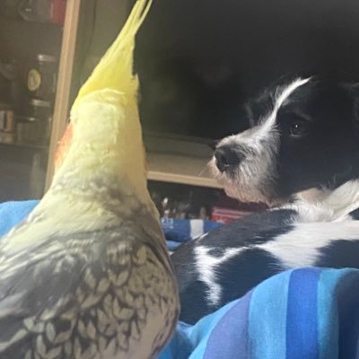 Die Freundschaft zwischen Hund und Vogel ❤️🦉🦉#oklendlika #petralika #familie # verheiratet ❤️❤️❤️💍💍Author und authentisch