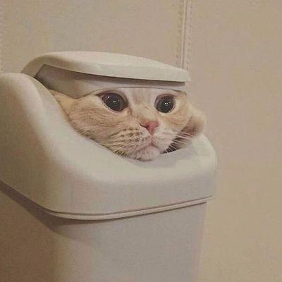 OutOfCtextCatz's profile picture. Home of cats
DM for credits/removal