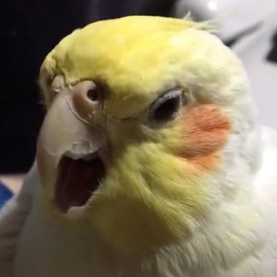 オカメインコのサクとセキセイインコの小白と暮らしてます。鳥好きさんとお友達になれたら嬉しいです☺️無言フォロー失礼します! アイロンビーズ垢→(@tuna_kan28 )ビーズとゲーム好きな方は是非そちらでもよろしくどうぞ!