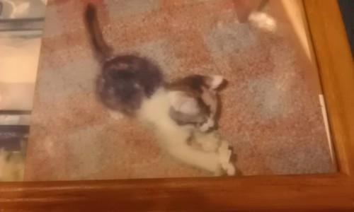 家具屋さんで働いてます。16才の猫がいます。この子のしあわせが私の幸せです。猫、大好きです(^-^)国境無き猫もふ団。