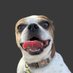 My Neighbors Dog Scooter 🐶🛴 (@myneighbors_cro) Twitter profile photo My Neighbors Dog Scooter 🐶🛴 (@myneighbors_cro) Twitter profile photo