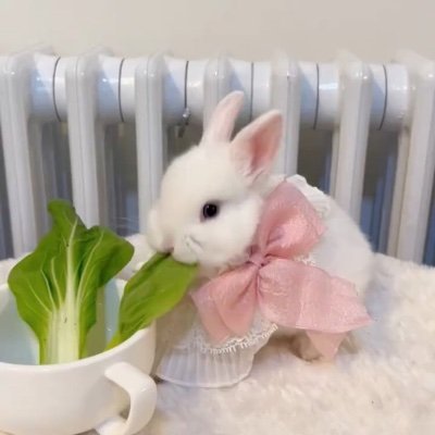 Correctorさんのプロフィール画像