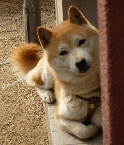 misuzuchan0510's profile picture. B'z大好き♪
山﨑賢人くん、吉沢亮さん推し😁
柴犬、キジトラ、
パグを愛する