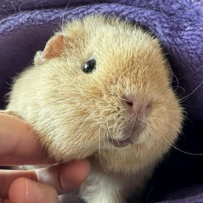 KoelzerG98532's profile picture. We have  free happen