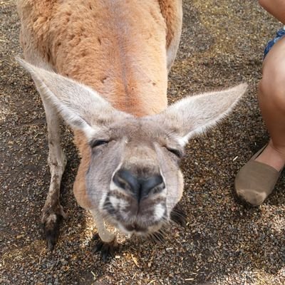 어쩌다 보니 아직까지 개발자/
1호기2호기 보유/
엘지야구봅니다/
https://t.co/AuRzeIsNHG