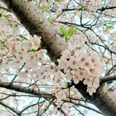 あんなに一緒だったのに言葉ひとつ通らない動き始めた君の情熱あんなに一緒だったのに夕暮れはもう違う色せめてこの月明かりの下で静かな眠りを。