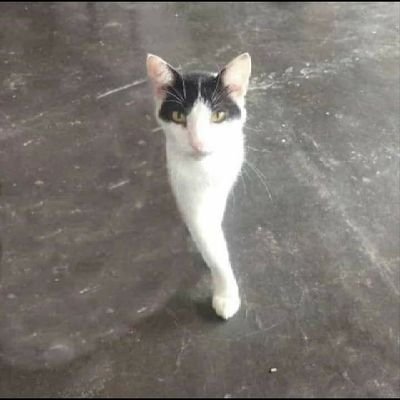 linet61232's profile picture. momazos diego