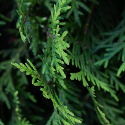 Dataa195260's profile picture. 