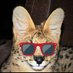 Neels the Serval (@NiftyNeels) Twitter profile photo