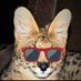 Neels the Serval (@niftyneels) Twitter profile photo Neels the Serval (@niftyneels) Twitter profile photo
