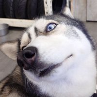狼奇🐺 (@langchi132) 's Twitter Profile