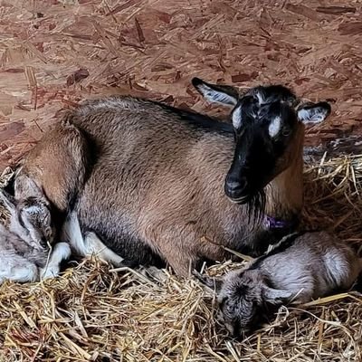 The Ideal Smallholder's Goat. Multipurpose and unique to the UK. Tag your English goat pictures #englishgba 🐐