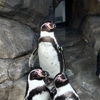 ペンギンサブ (@penguin3_2nd) 's Twitter Profile