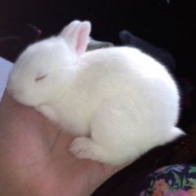 glo0mybunnii Profile Picture