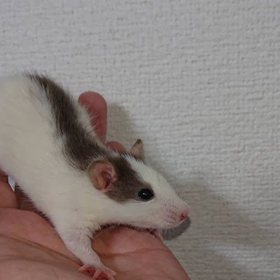 Food_SBS's profile picture. 静岡県浜松市浜名区にて爬虫類・小動物用の冷凍マウス・冷凍コオロギ・爬虫類飼育用品小動物飼育用品の販売を販売！
取り扱い商品を随時ポスト予定！
詳しく住所や商品の詳細・在庫情報はお気軽に公式LINEから下さい!

公式LINE　
@709hvjdm
価格一覧ブログ
https://t.co/T0F5FAh3PC