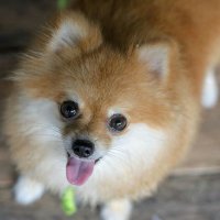 てんくま。 (@tenkumao) 's Twitter Profile Photo