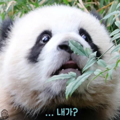 peungzwb Profile Picture