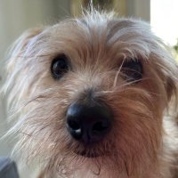 Dougal Dog(@dougal_dog) 's Twitter Profileg