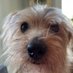 Dougal Dog (@dougal_dog) Twitter profile photo