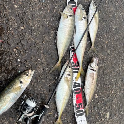 jkizuki00000's profile picture. 三重県で釣りしてます！エギング・アジング・チヌ筏‼️オオクワガタ飼育もしてます！ポケモンGOもしてます‼️