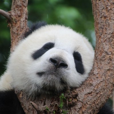 DisparatePanda Profile Picture