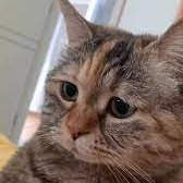 Efekan (@coolonya) Twitter profile photo