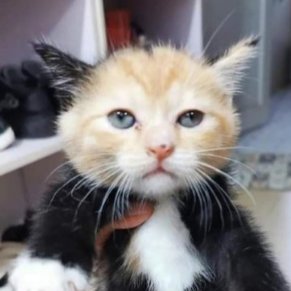 MPrabhanshdeep's profile picture. he/him