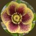 illegalwiretransfer (@legalhelleborus) Twitter profile photo illegalwiretransfer (@legalhelleborus) Twitter profile photo