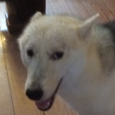 xanran (2 chapters remain) Profile
