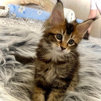 MaineCoonKittens by MasterCoons Cattery
🤩 Certified TICA Outstanding Cattery
🙌 WFA-Accredited Breeders
🐈 European Maine Coon Kittens Raised with love