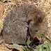クアッカワラビー (@quokkkkkkka) Twitter profile photo
