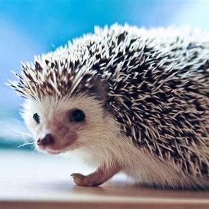 Hedgehog Support is your go-to resource for all things hedgehog-related. Whether you're a seasoned hedgehog owner or considering bringing one into your home, we