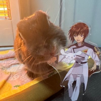 usakai00's profile picture. うさぎ・ガンプラ・ガレージキット 🔰・FGO・ブルアカ・原神 友達増えたら嬉しいです。無言フォロー失礼します。 愛兎ルカ　20241008 虹の橋へ