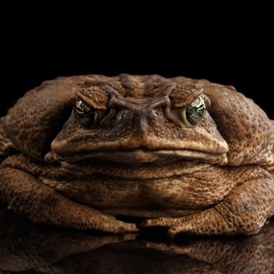 Todd14350250's profile picture. If America goes dark the light 
Of freedom will be extinguished 
Forever. This is it America it's all or nothing