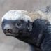 Honey Badger Doesn't Give a Sh!t❌🦡 (@iamswell) Twitter profile photo Honey Badger Doesn't Give a Sh!t❌🦡 (@iamswell) Twitter profile photo