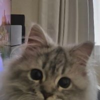 manaka (@muttaiscat) 's Twitter Profile